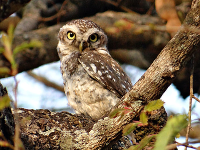 brown owl beside tree branch thumbnail