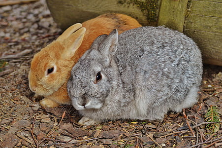 brown and gray rabbits thumbnail