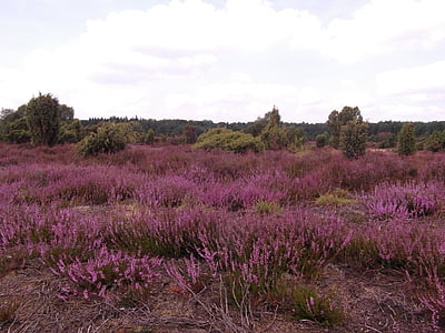 purple grass field thumbnail
