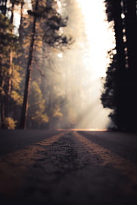 low angle photography of road between tree thumbnail