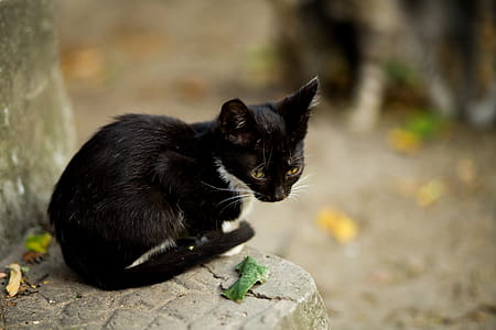 Black Cat Sitting on Gray Concrete Ledge thumbnail