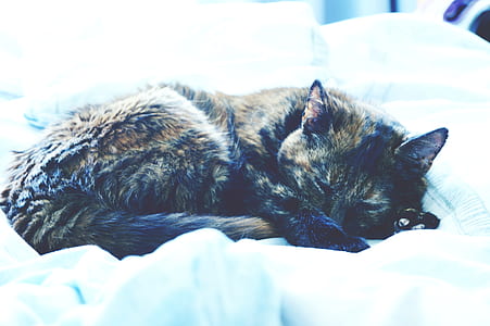 Black Tabby Cat thumbnail