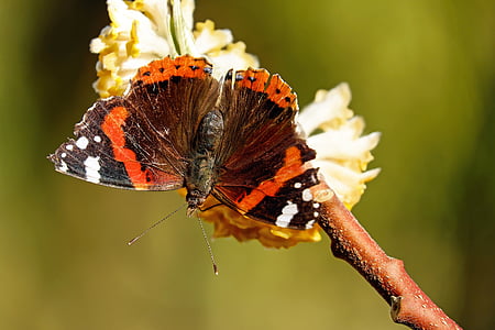 red Admiral butterfly perched on white flower thumbnail
