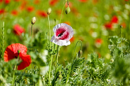 pink and white poppies selective-focus photo thumbnail