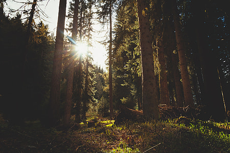 forest with trees hit by sunlight thumbnail