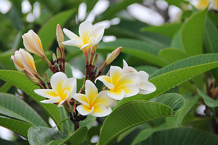 selective focus photography of white-and-yellow petaled flowers thumbnail