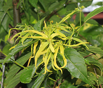 close-up photo of green leafed plant thumbnail