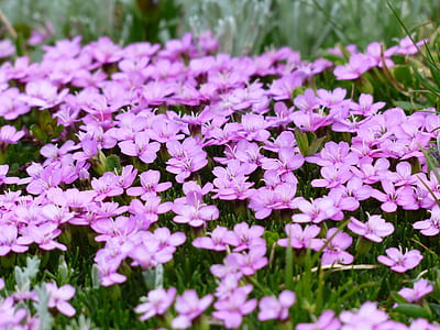 purple petaled flower thumbnail