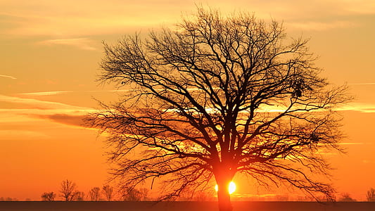 Silhouette Bare Tree Against Sky during Sunset thumbnail