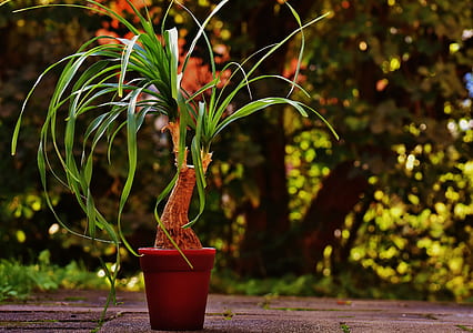 green plant on red pot thumbnail