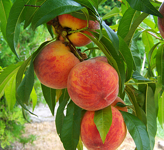 peach fruits during daytime thumbnail
