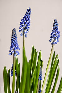 blue flowers thumbnail