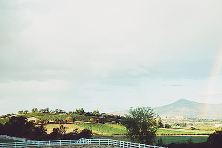 vineyard thumbnail