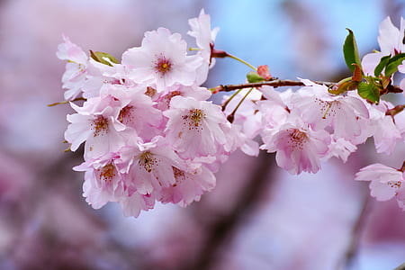 selective focus photography pink petaled flowers thumbnail