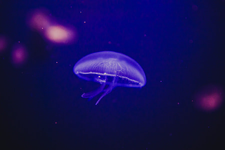 under water  photography purple Jelly fish thumbnail