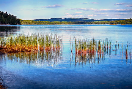 green leafed plants on body of water thumbnail