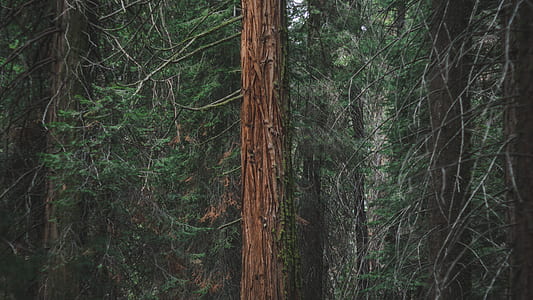 brown and green trees thumbnail