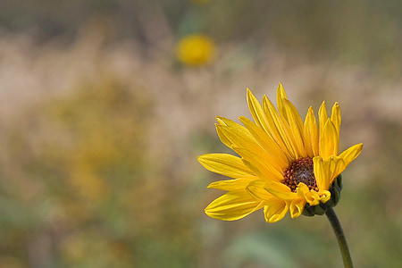 closeup photo of common sunflower thumbnail