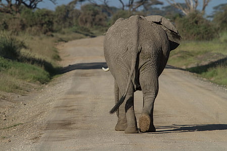 gray elephant thumbnail