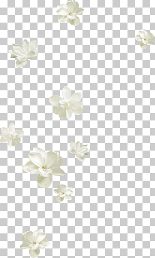 Flower Petal White, Pretty white flowers floating, white floral illustrations PNG clipart