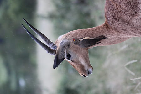macro photography of brown deer thumbnail