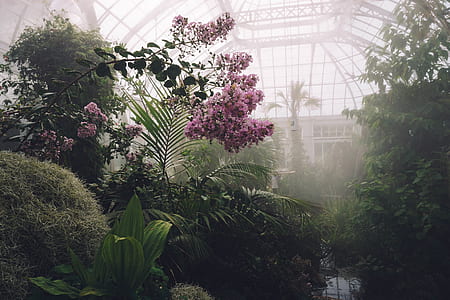 pink petaled flowers inside greenhouse thumbnail