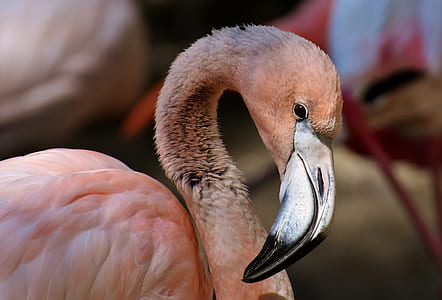 flamingo selected focus photography thumbnail