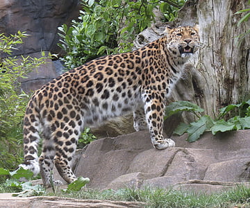 leopard thumbnail