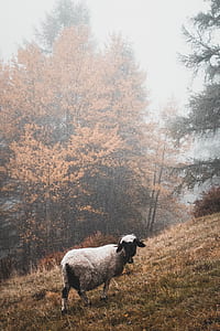 white sheep on green grass near trees thumbnail