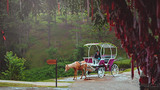 Man Riding Horse Carriage thumbnail
