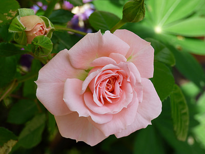 close-up photo of pink rose in bloom thumbnail