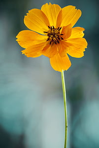 close-up photo of yellow petaled flowers thumbnail