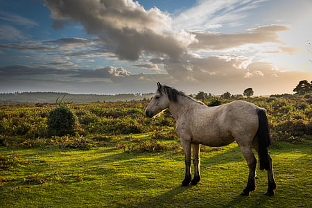 beige horse standing on green grass lawn during daytime thumbnail