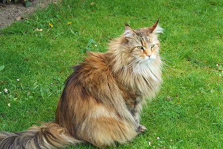 orange fur cut thumbnail