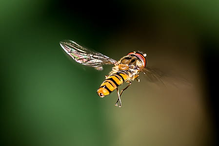 shallow focus photography of yellow and black insect thumbnail