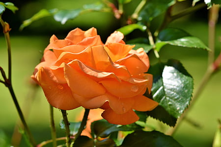 shallow focus photography of orange flower thumbnail