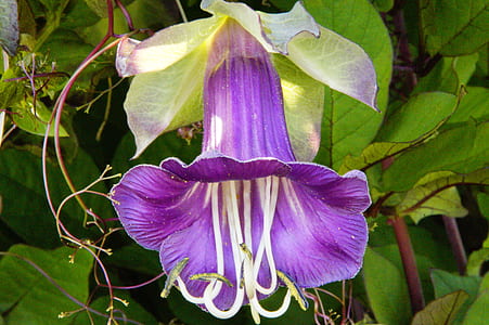 photo of purple bell flower thumbnail