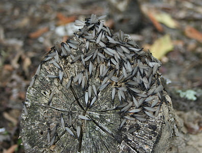swarm of flying insect on wood log thumbnail