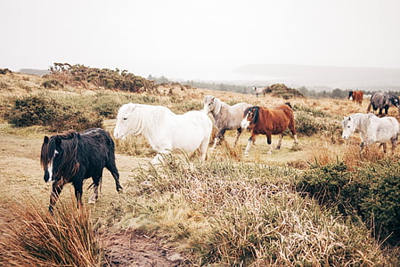 cattles walking on grass field thumbnail