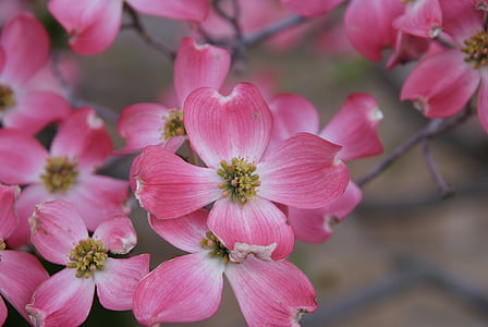 selective focus photography of pink petaled flower thumbnail