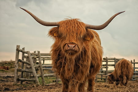 closeup photo of cattle on brown grass near fence during daytime thumbnail