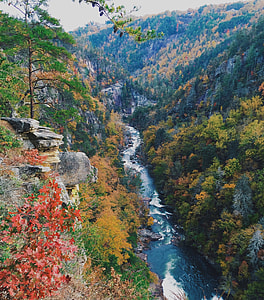 river between trees at daytime thumbnail