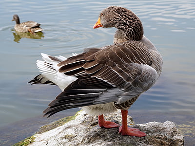 duck standing on rock near body of water thumbnail