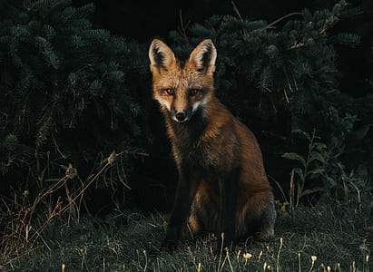 brown fox in woods thumbnail