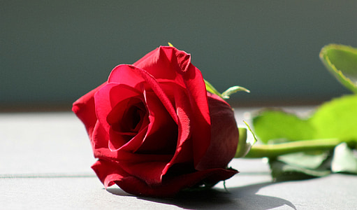 shallow focus photography of red rose thumbnail