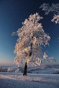 tree covered in snow thumbnail