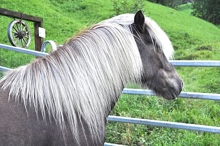 selective focus photo of gray horse thumbnail