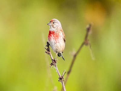 selective focus photography of finch perching on twig thumbnail