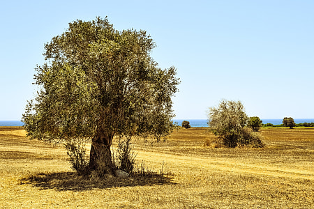 green trees during daytime thumbnail