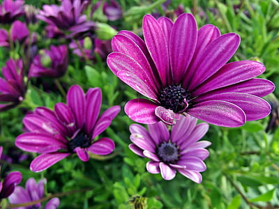 purple daisybush flowers thumbnail